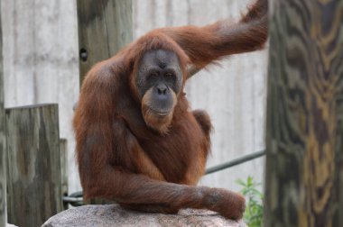 Bir dişi Orangutan