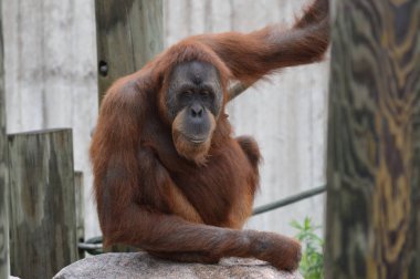 Bir dişi Orangutan