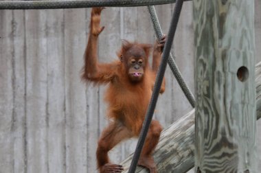 Bir bebek Orangutan