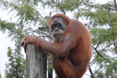 Bir dişi Orangutan