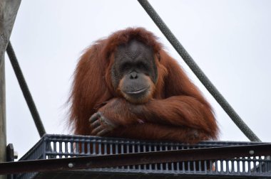 Orangutan bir platformda