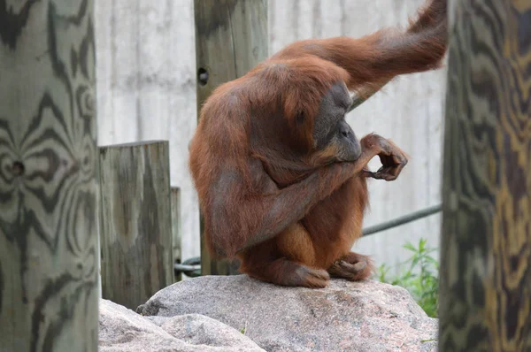 Ein Orang-Utan-Weibchen — Stockfoto