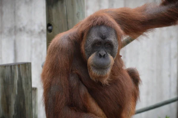 Egy női orangután — Stock Fotó