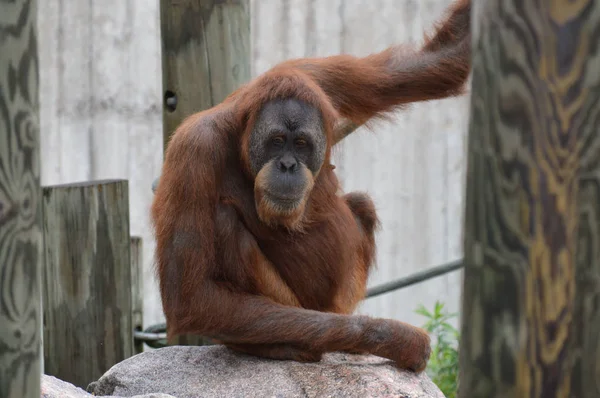 Egy női orangután — Stock Fotó