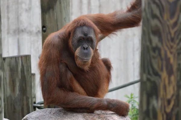 Un orangután femenino —  Fotos de Stock