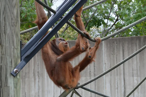 Orangutan in the outdoor — стоковое фото