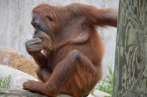 Egy női orangután — Stock Fotó