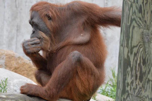 Egy női orangután — Stock Fotó