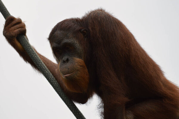 orangutan in the outdoor