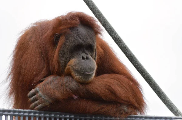 Orangotango ao ar livre — Fotografia de Stock