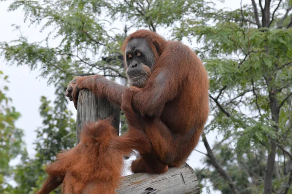 Anne ve bebek orangutan — Stok fotoğraf