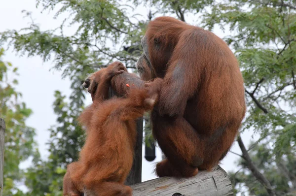 Madre y bebé orangután — Foto de Stock