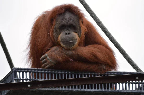 A platform orangután — Stock Fotó