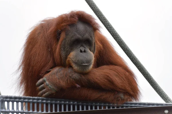 Orangután en una plataforma —  Fotos de Stock