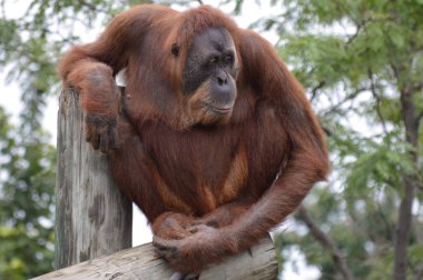 Orangutan bir yayında