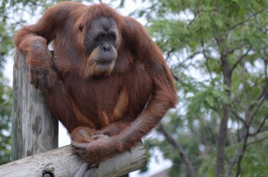 Orangutan bir yayında