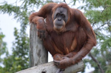 Orangutan bir yayında