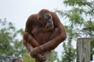 Orangutan bir yayında