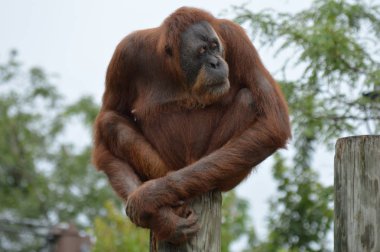 Orangutan bir yayında