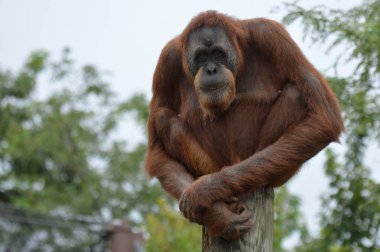 Orangutan bir yayında