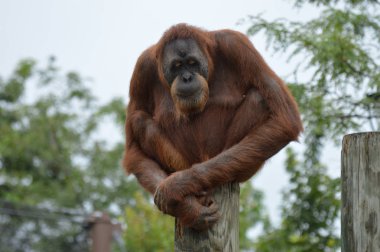 Orangutan bir yayında