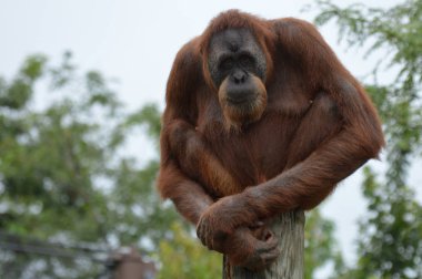 Orangutan bir yayında