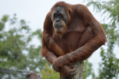 Orangutan bir yayında