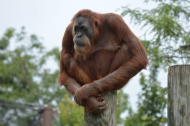 Orangutan bir yayında