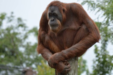 Orangutan bir yayında