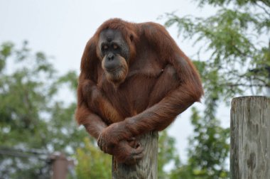 Orangutan bir yayında