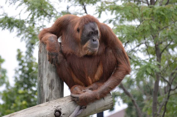 Orangután, a postai — Stock Fotó