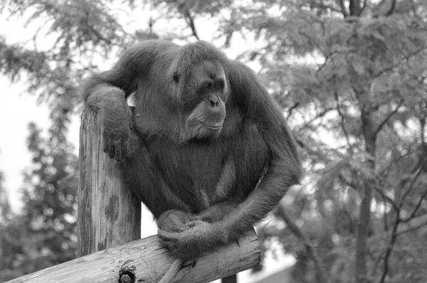 Orangután en un poste — Foto de Stock