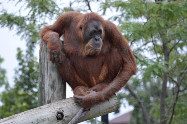 Orangutan na post — Stock fotografie