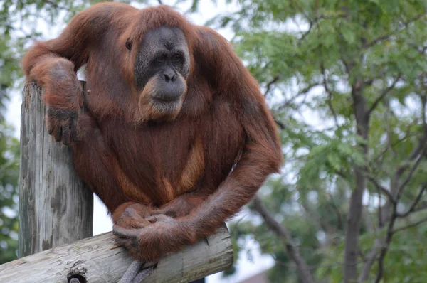 Orang-Utan auf einem Posten — Stockfoto