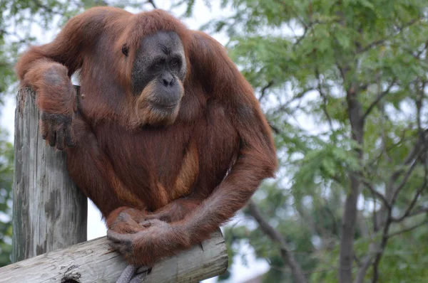 Orangutan bir yayında