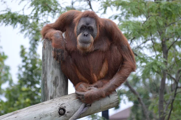 Orang-Utan auf einem Posten — Stockfoto