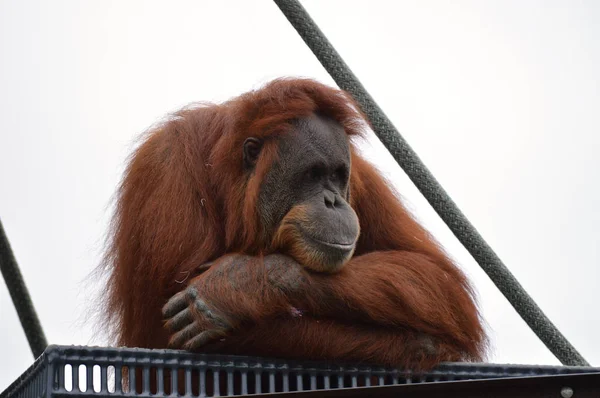 Orangutan em uma plataforma — Fotografia de Stock