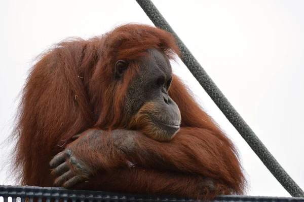 Orangutan em uma plataforma — Fotografia de Stock