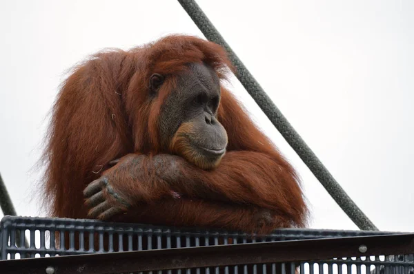 Orangután en una plataforma —  Fotos de Stock