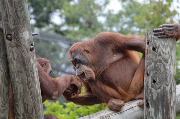 Mother and Baby Orangutan — Stock Photo, Image