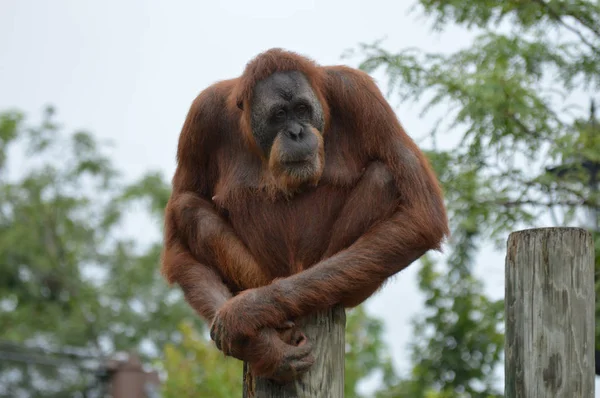 Orangután en un poste — Foto de Stock