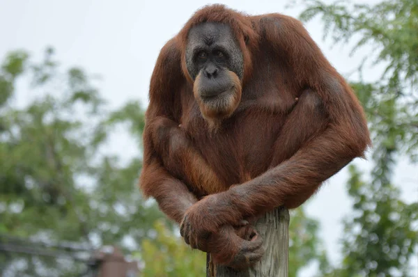 Orang-oetan op een bericht — Stockfoto