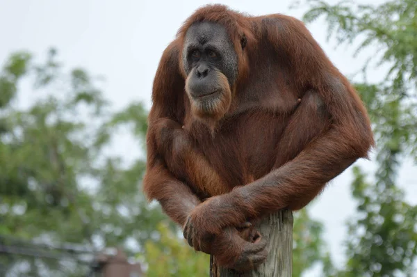 Orang-oetan op een bericht — Stockfoto