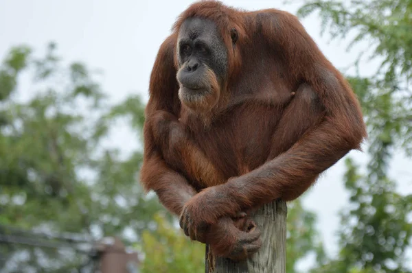 Orang-oetan op een bericht — Stockfoto