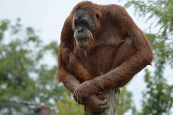 Orangután, a postai — Stock Fotó