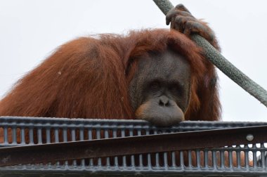 Orangutan bir platformda
