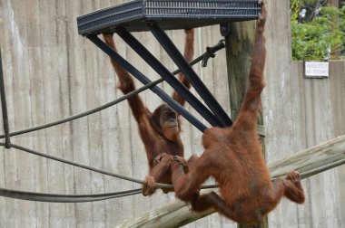 Açık havada orangutan.