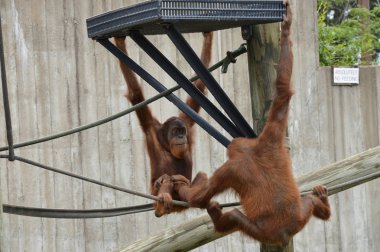 Açık havada orangutan.