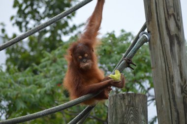 Bir bebek Orangutan