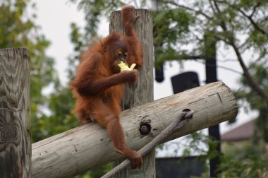 Bir bebek Orangutan